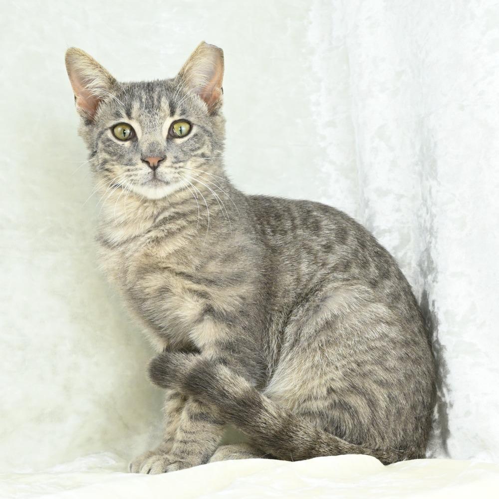 Enlarge Tripp, a Adoptable Domestic Short Hair in Mobile, AL image 3/6