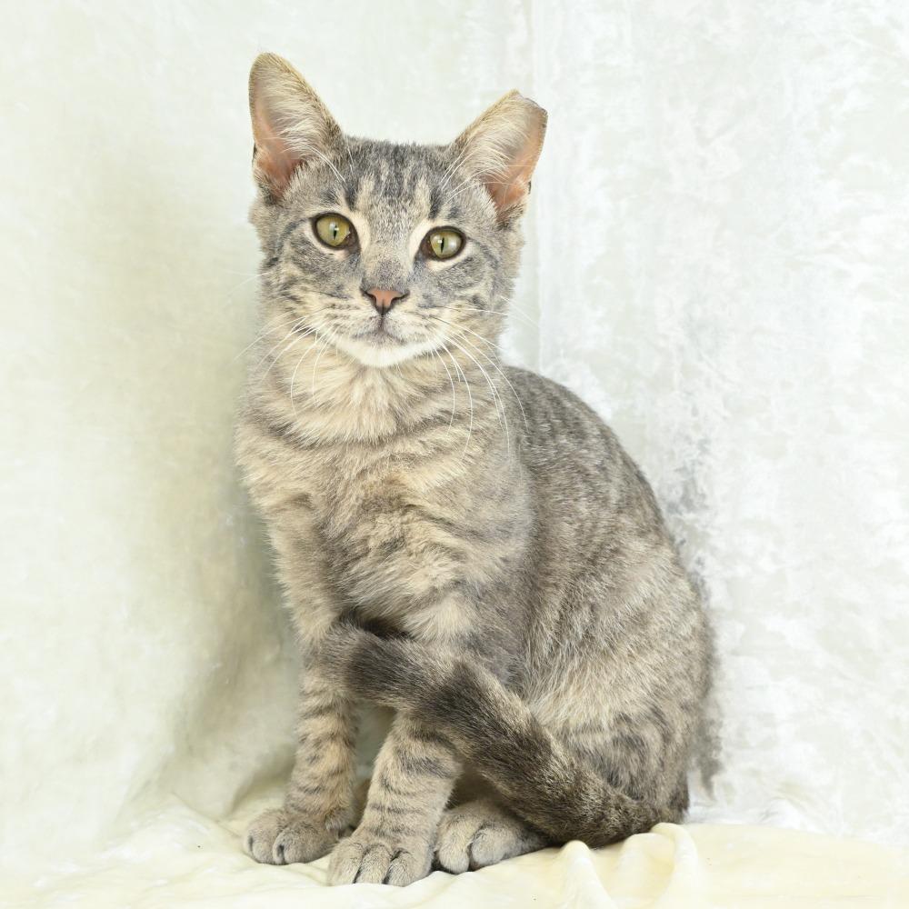 Enlarge Tripp, a Adoptable Domestic Short Hair in Mobile, AL image 4/6