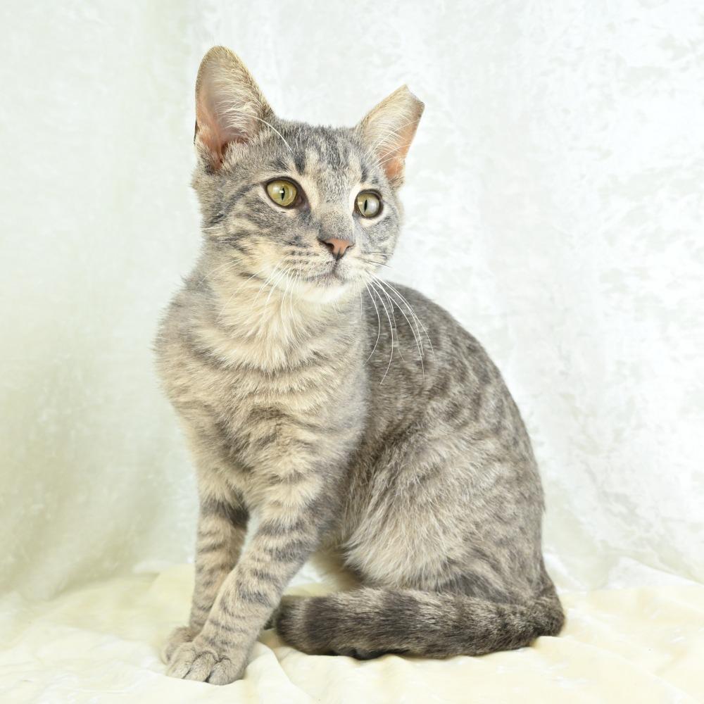 Enlarge Tripp, a Adoptable Domestic Short Hair in Mobile, AL image 6/6