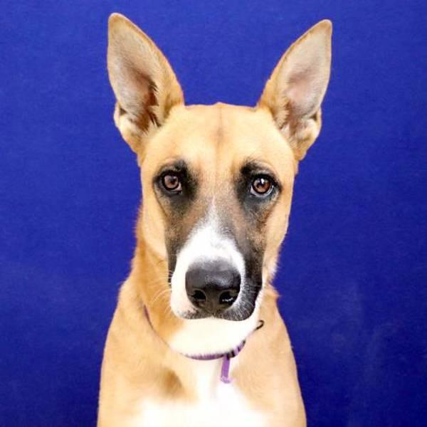 Faline, Adoptable, Young Female Shepherd.