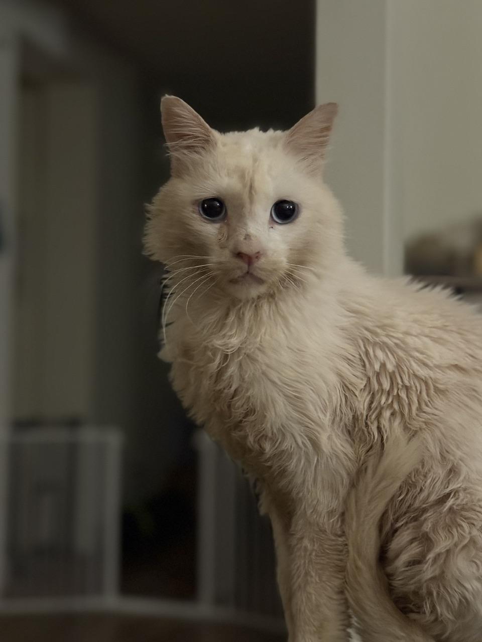 Clint, a Adoptable Domestic Short Hair in Hollister, CA image 2/4