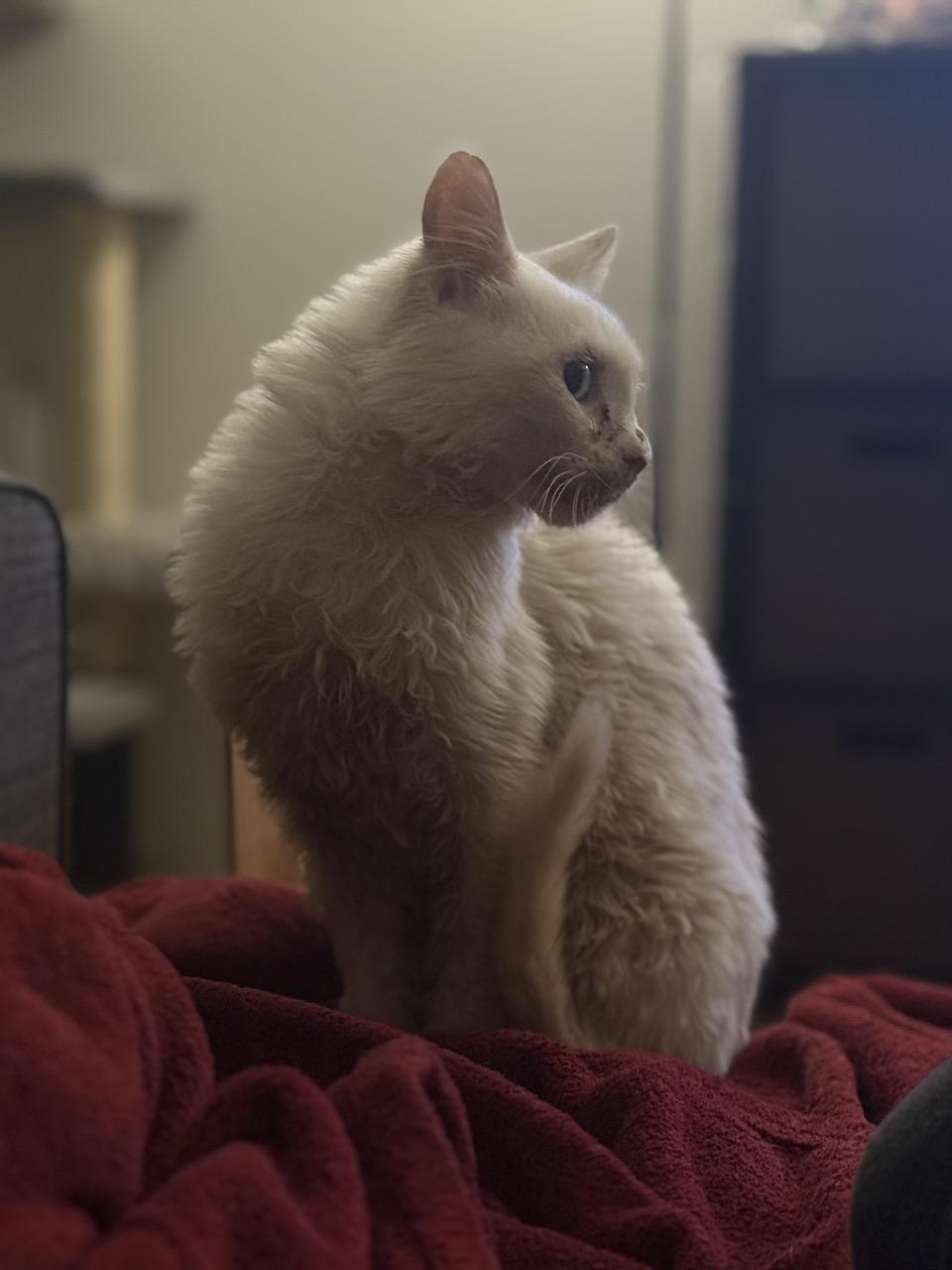 Clint, a Adoptable Domestic Short Hair in Hollister, CA image 3/4