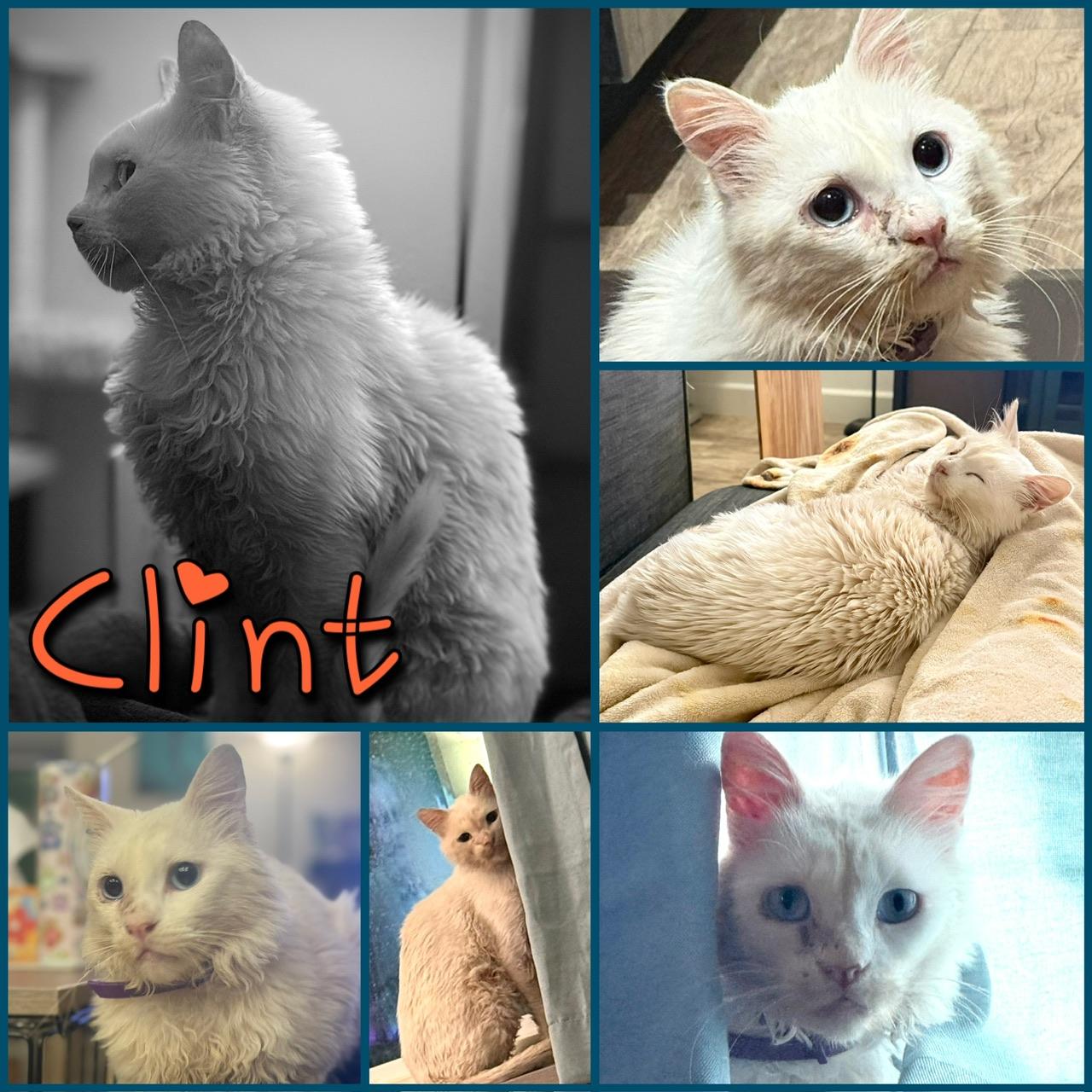 Clint, a Adoptable Domestic Short Hair in Hollister, CA image 4/4