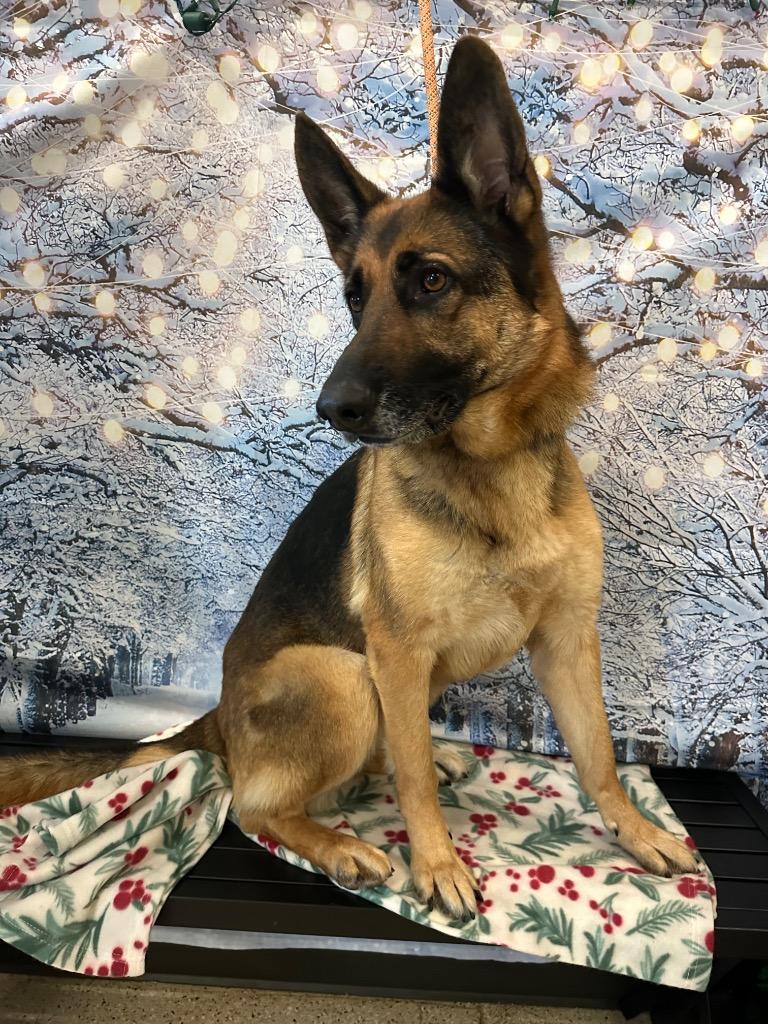 Rogue - Sponsored by Brenda & Dr Patrick Spensley, Adoptable, Adult Female German Shepherd Dog.