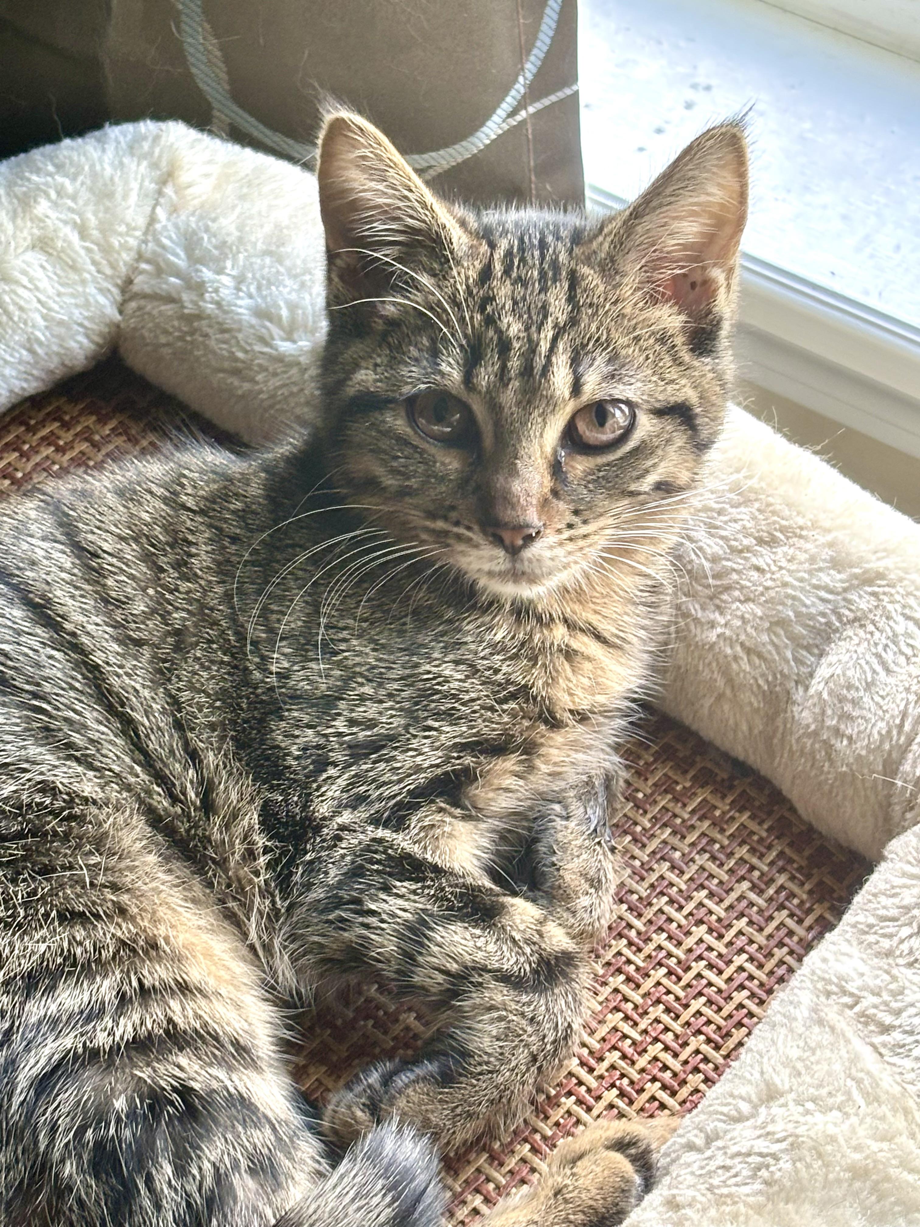 Enlarge Sesame, a Adopted Domestic Short Hair in Indianapolis, IN image 3/6