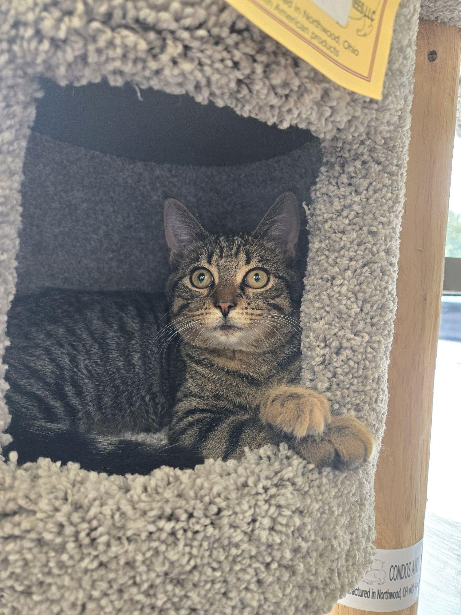 Enlarge Sesame, a Adopted Domestic Short Hair in Indianapolis, IN image 6/6
