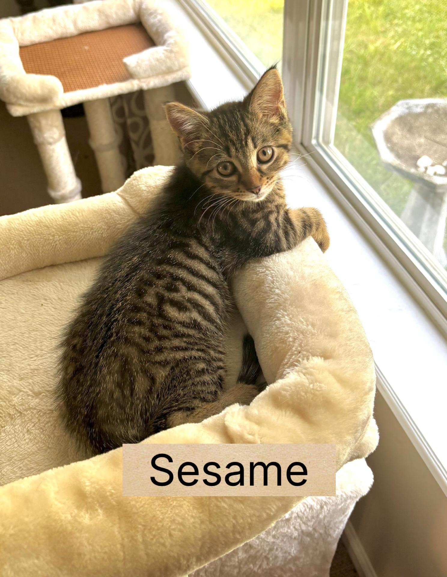 Enlarge Sesame, a Adopted Domestic Short Hair in Indianapolis, IN image 2/6