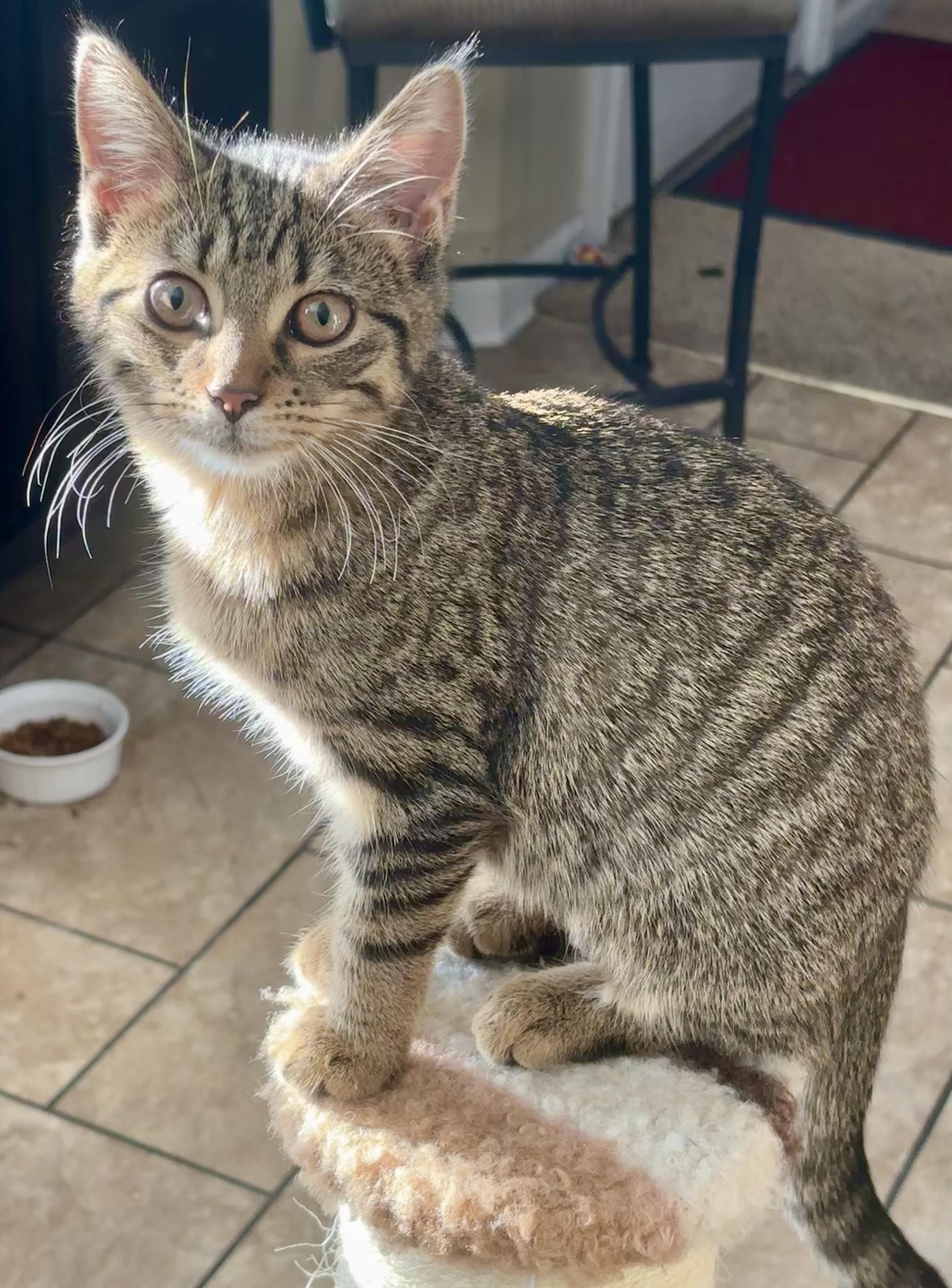 Enlarge Sesame, a Adopted Domestic Short Hair in Indianapolis, IN image 5/6