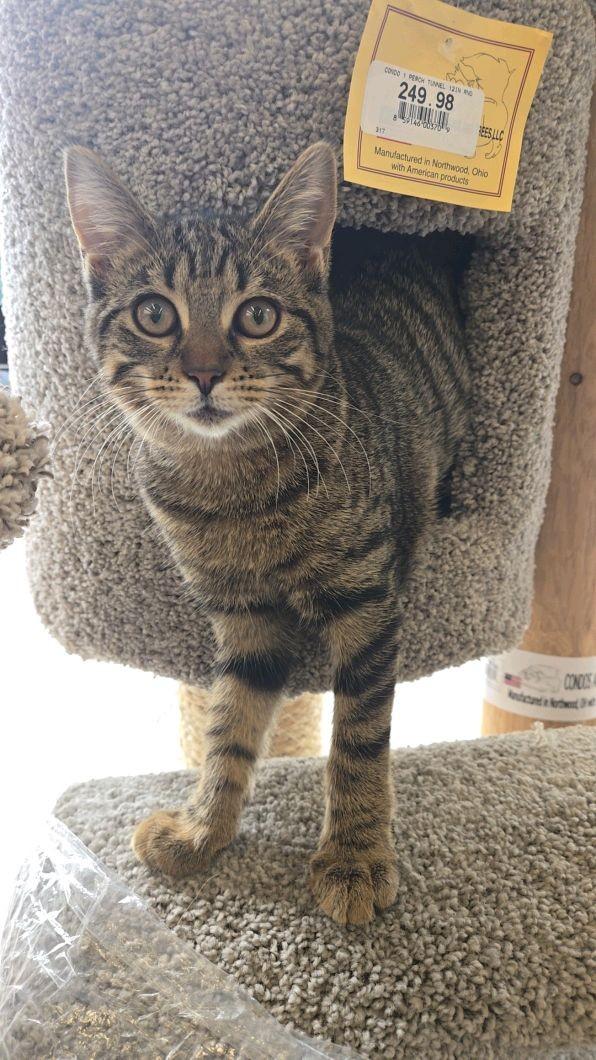 Enlarge Sesame, a Adopted Domestic Short Hair in Indianapolis, IN image 1/6