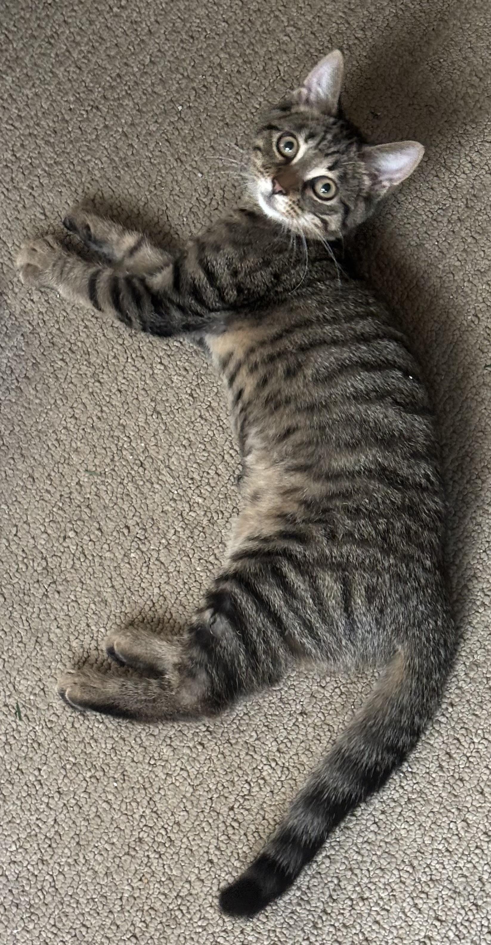 Enlarge Sesame, a Adopted Domestic Short Hair in Indianapolis, IN image 4/6