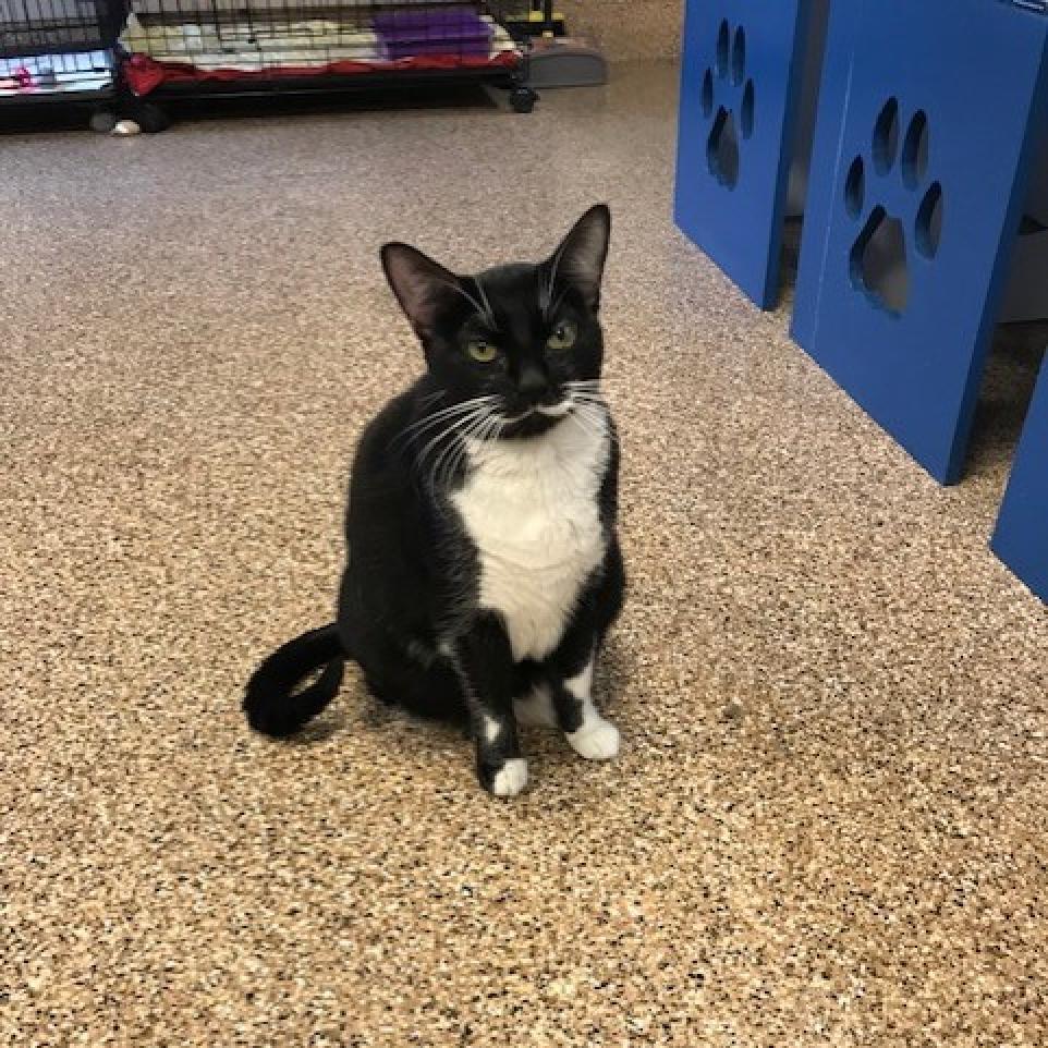 Boba, Adoptable, Senior Female Domestic Short Hair.