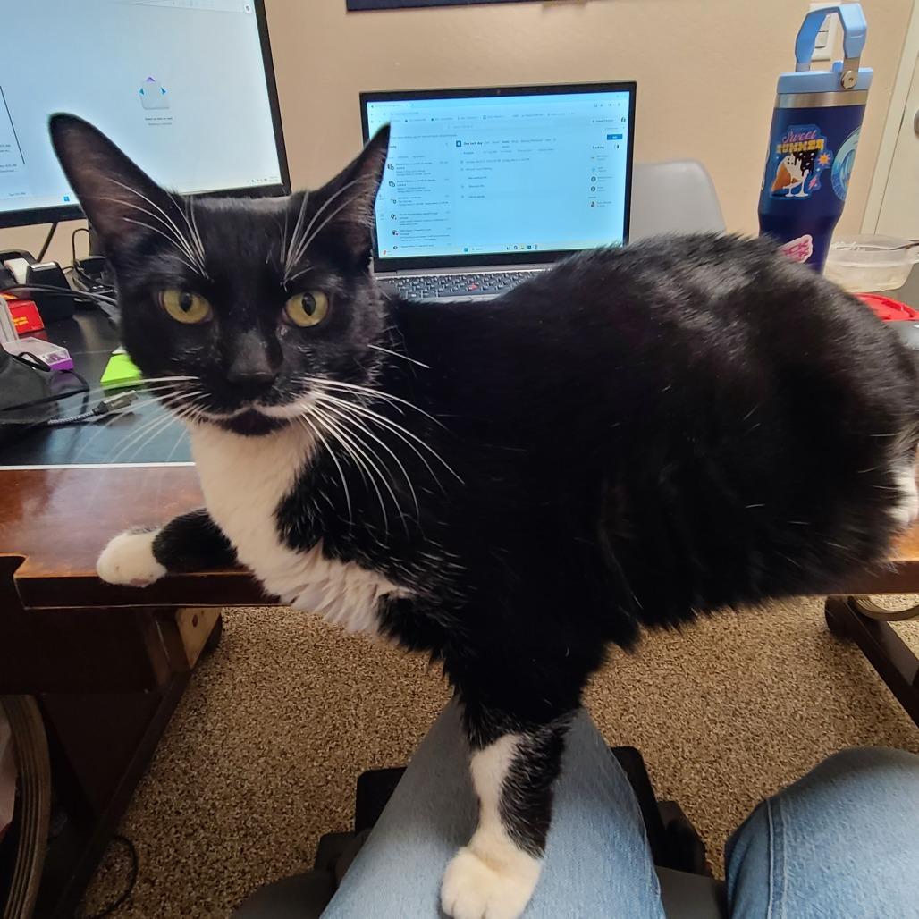 Enlarge Boba, a Adoptable Domestic Short Hair in Tempe, AZ image 2/4