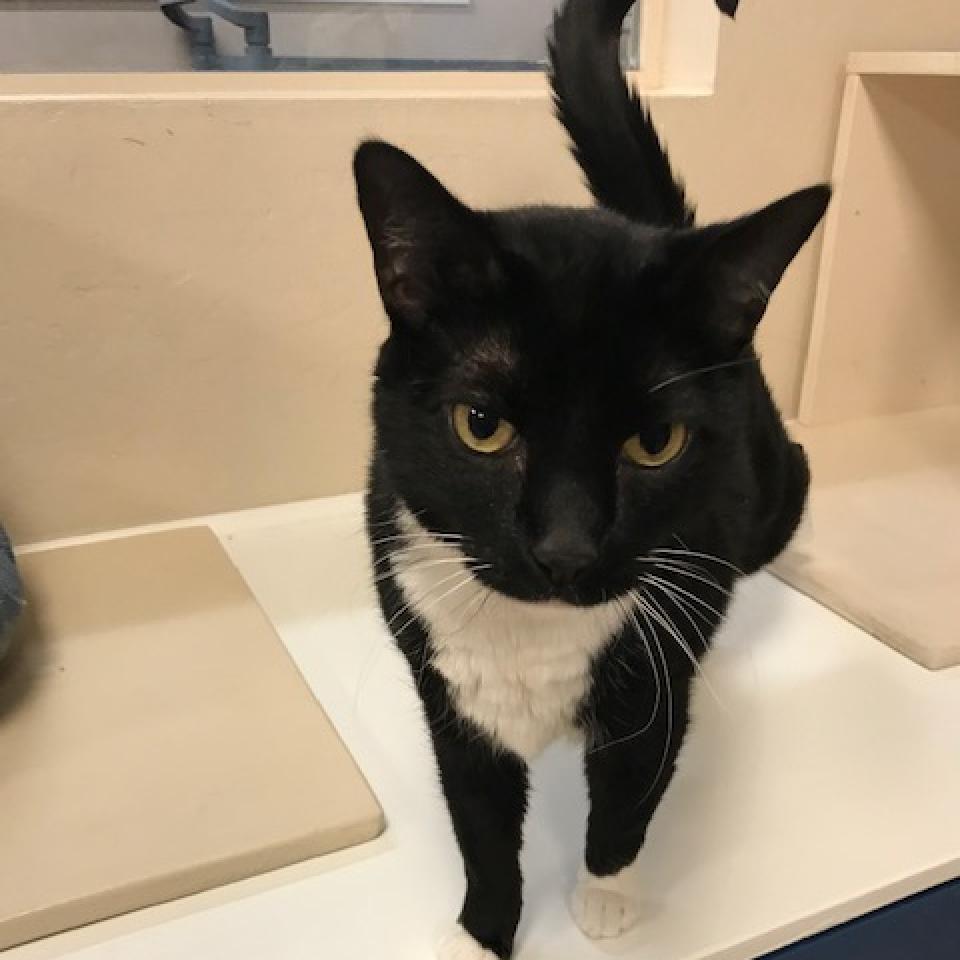 Enlarge Boba, a Adoptable Domestic Short Hair in Tempe, AZ image 3/4