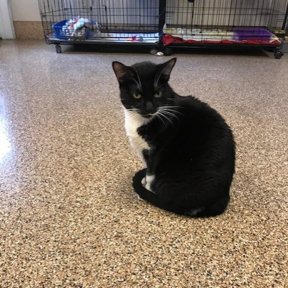 Enlarge Boba, a Adoptable Domestic Short Hair in Tempe, AZ image 4/4