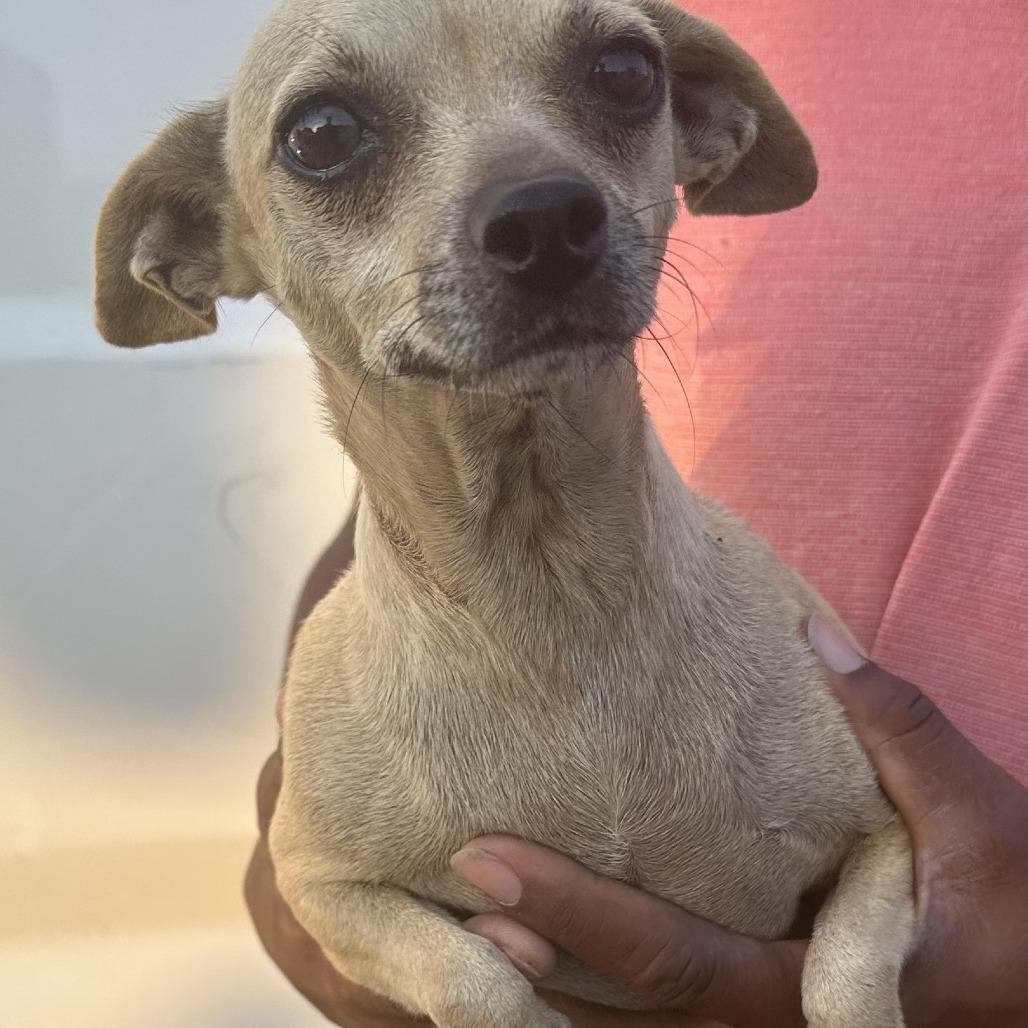 Teddy - Local November 6-8, Adoptable, Adult Female Chihuahua.