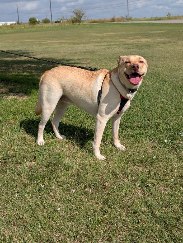 Enlarge Sandy, a Adoptable mixed breed in Arlington, TX image 1/6