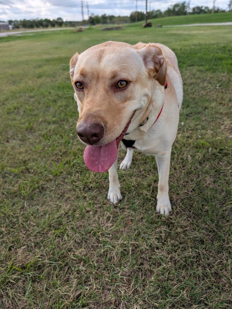 Enlarge Sandy, a Adoptable mixed breed in Arlington, TX image 2/6