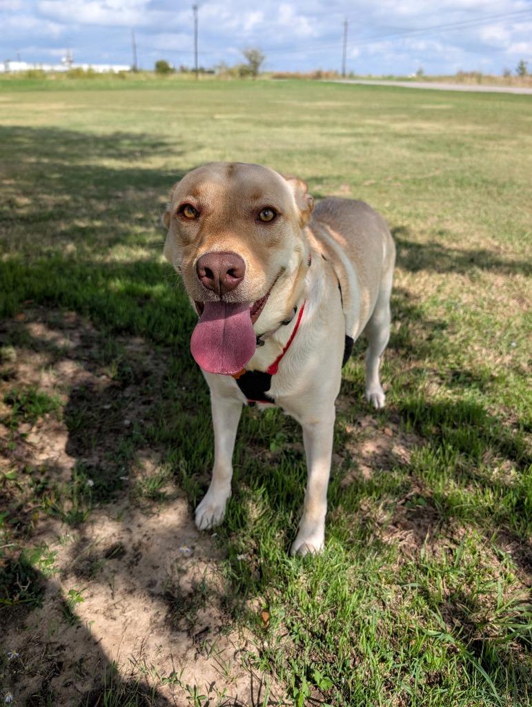 Enlarge Sandy, a Adoptable mixed breed in Arlington, TX image 3/6