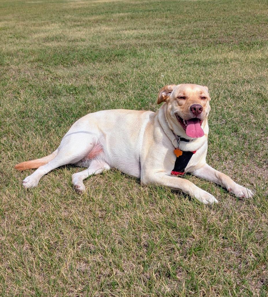 Enlarge Sandy, a Adoptable mixed breed in Arlington, TX image 4/6