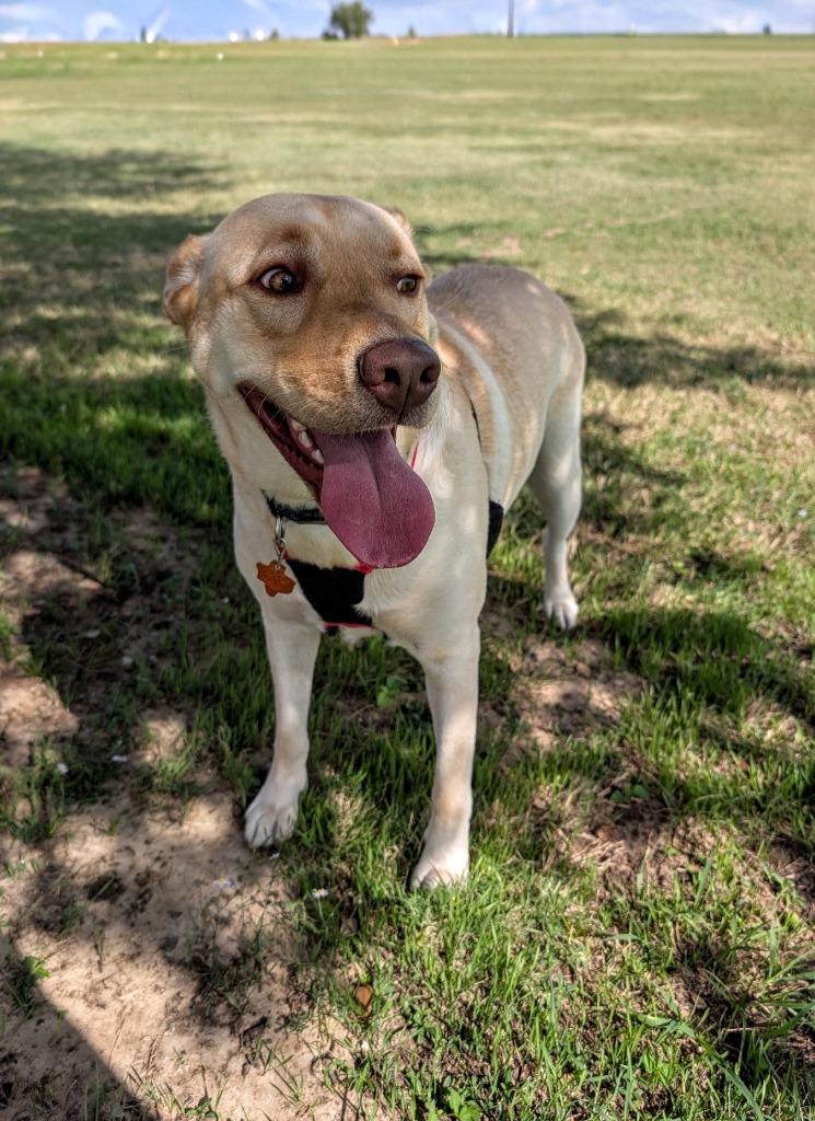 Enlarge Sandy, a Adoptable mixed breed in Arlington, TX image 5/6
