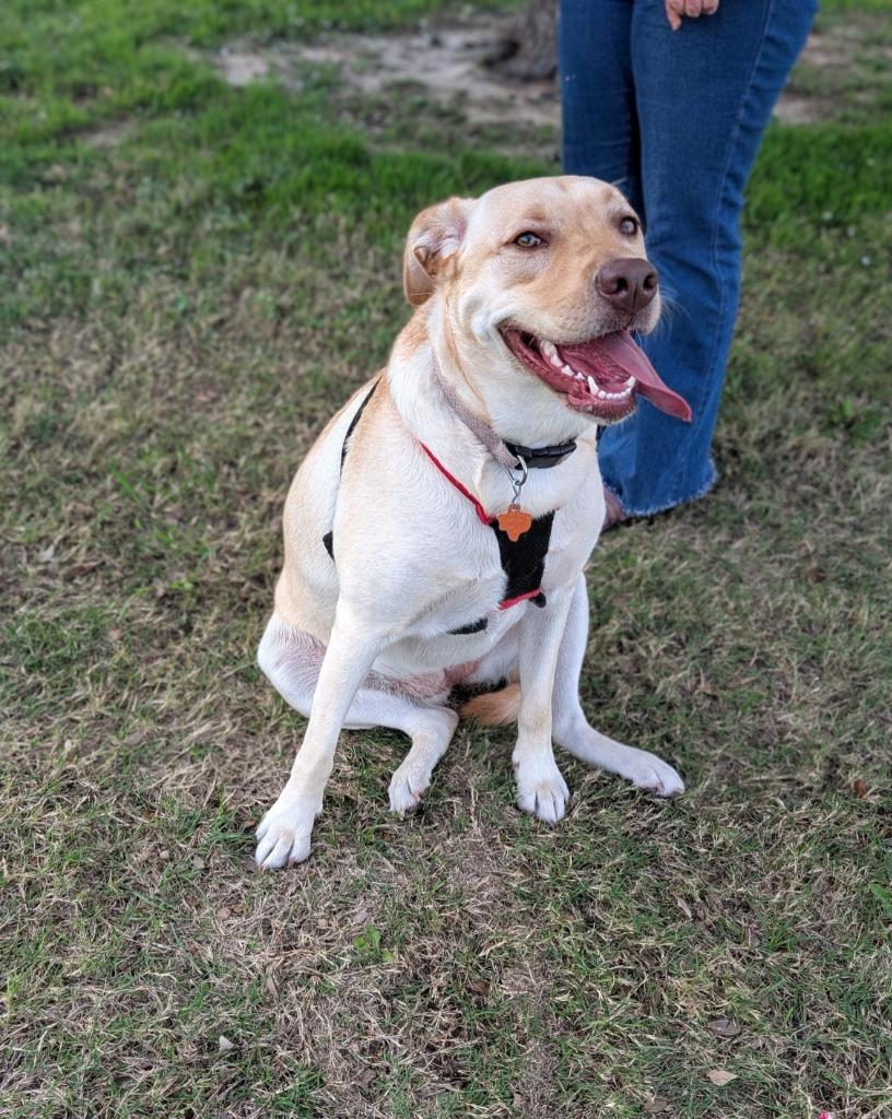 Enlarge Sandy, a Adoptable mixed breed in Arlington, TX image 6/6
