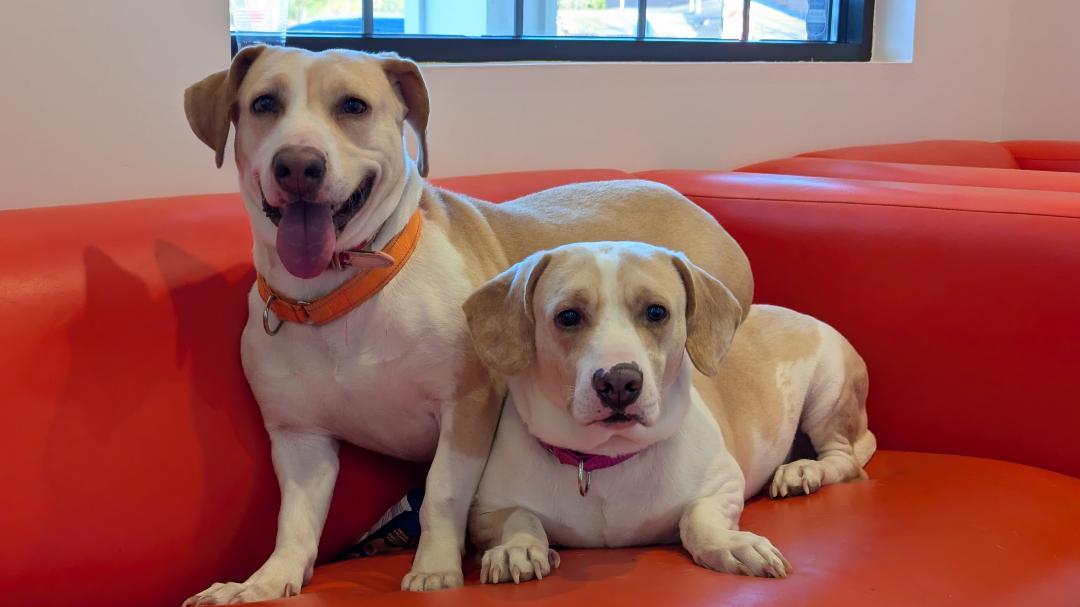 Enlarge Lydia, an adoptable mixed breed in White Marsh, MD image 3/3
