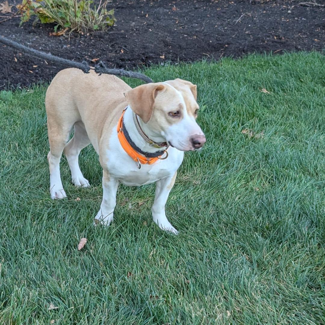 Enlarge Lydia, an adoptable mixed breed in White Marsh, MD image 1/3