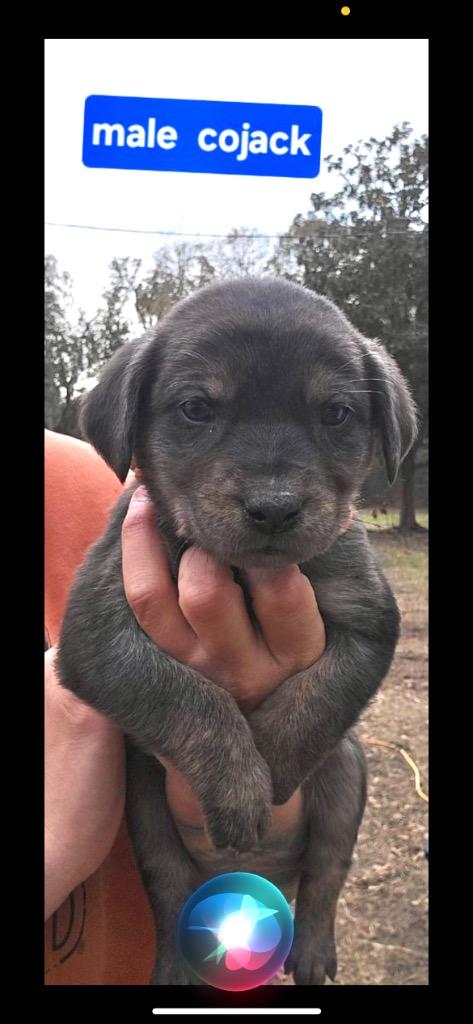 Cojack, adopted, Puppy Male Terrier.