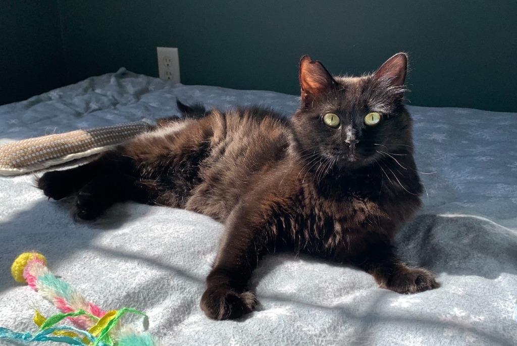 Sesame, Adoptable, Kitten Female Domestic Long Hair.