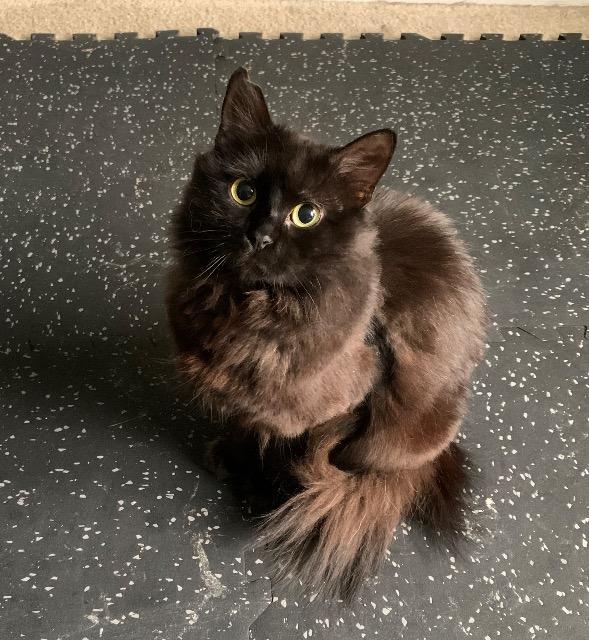 Sesame, Adoptable, Kitten Female Domestic Long Hair.