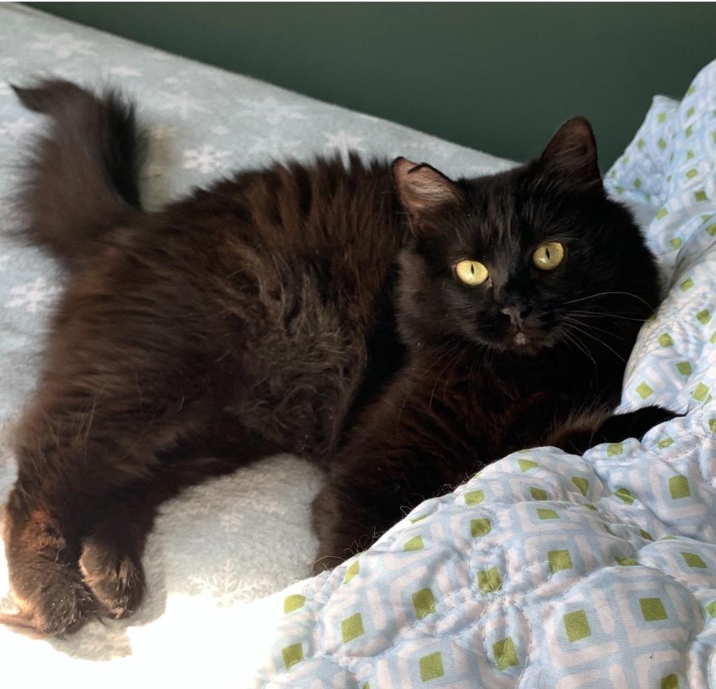 Enlarge Sesame, a Adoptable mixed breed in Pawtucket, RI image 2/6