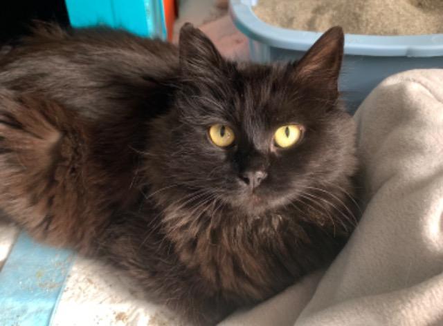 Enlarge Sesame, a Adoptable mixed breed in Pawtucket, RI image 3/4