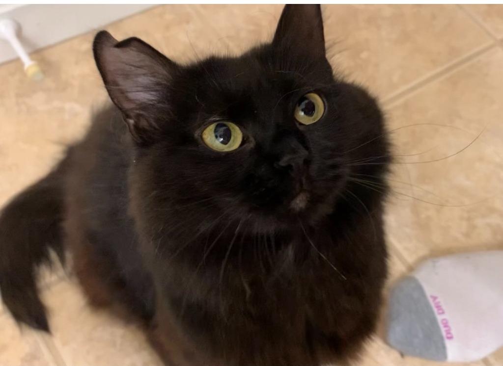 Enlarge Sesame, a Adoptable mixed breed in Pawtucket, RI image 4/6