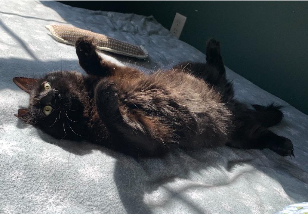 Enlarge Sesame, a Adoptable mixed breed in Pawtucket, RI image 6/6