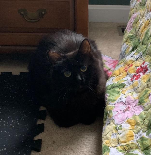 Enlarge Sesame, a Adoptable mixed breed in Pawtucket, RI image 4/4