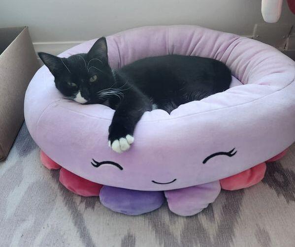 Enlarge Skunk, an adopted Domestic Short Hair in Mississauga, ON image 2/2