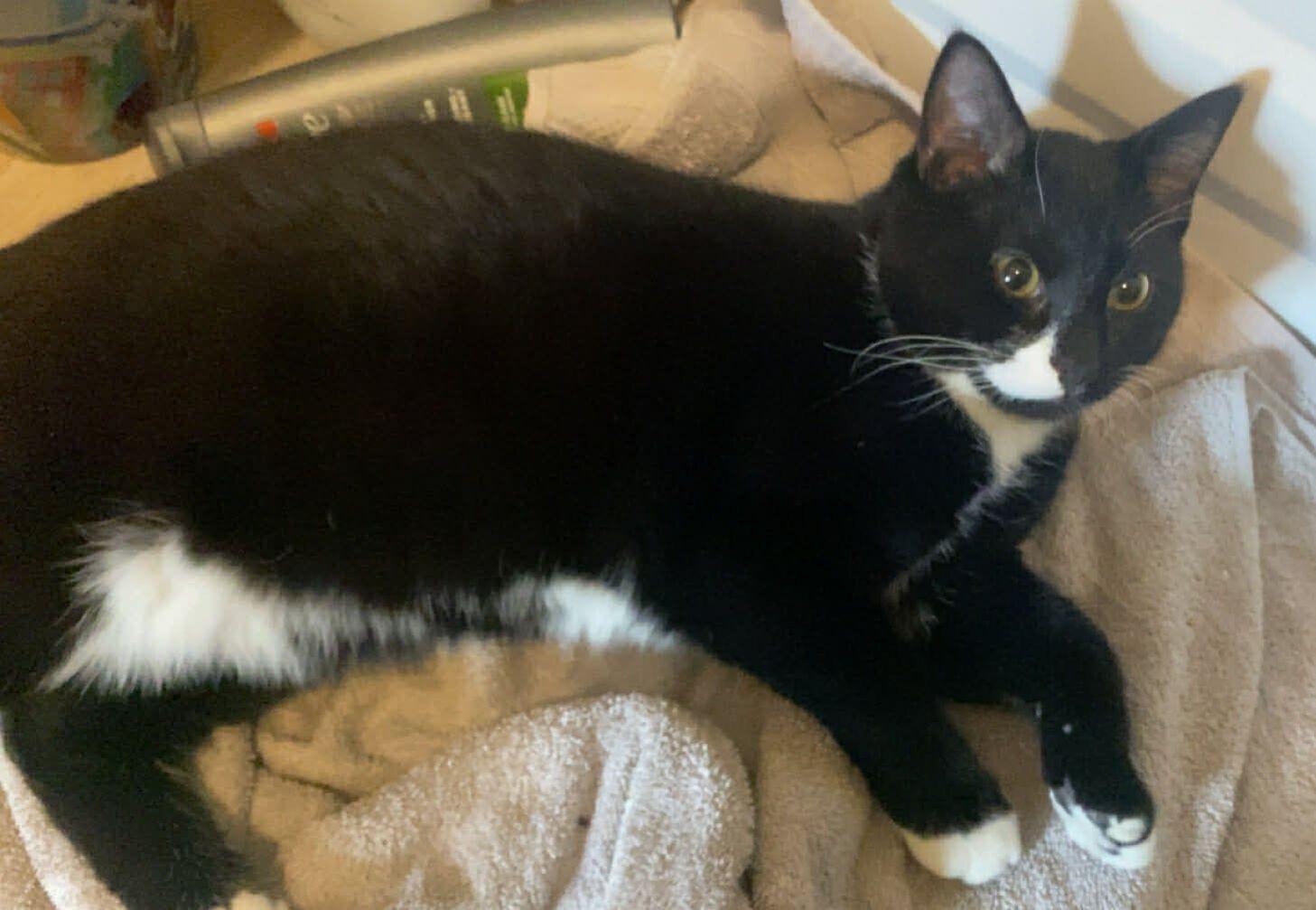 Enlarge Skunk, an adopted Domestic Short Hair in Mississauga, ON image 1/2