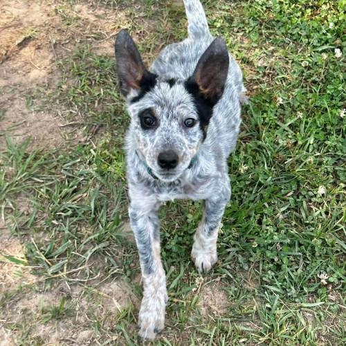Enlarge Dolly Parton, a ADOPTABLE mixed breed in Groton, CT image 1/1