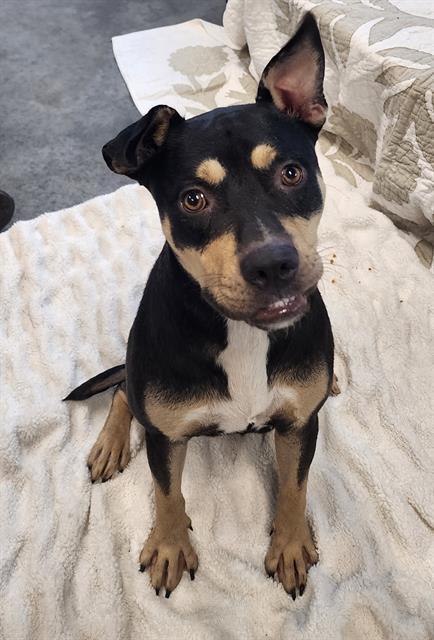 ERIKA, Adoptable, Young Female Australian Kelpie.