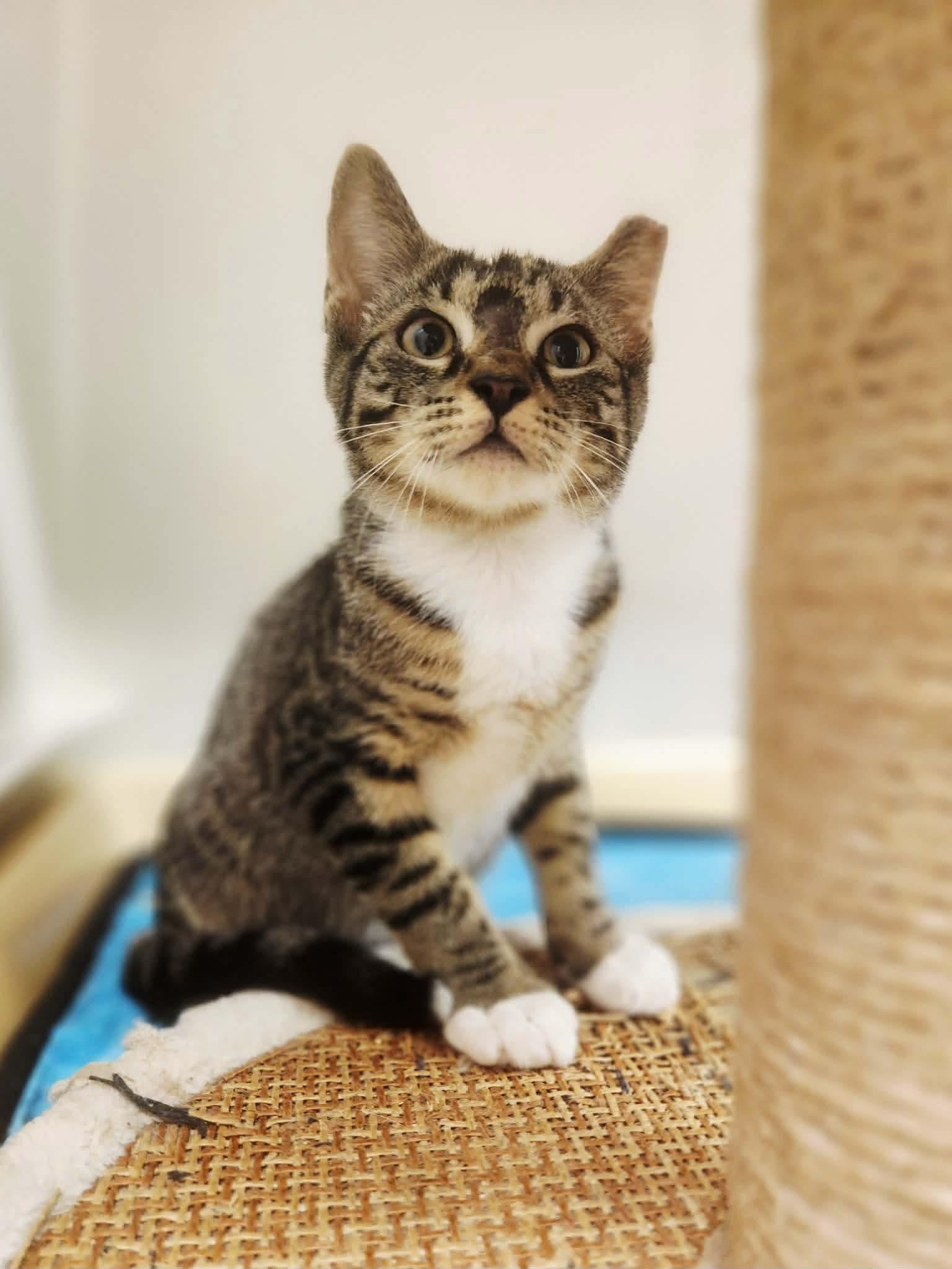 Ronaldo, Adoptable, Kitten Male Domestic Short Hair.