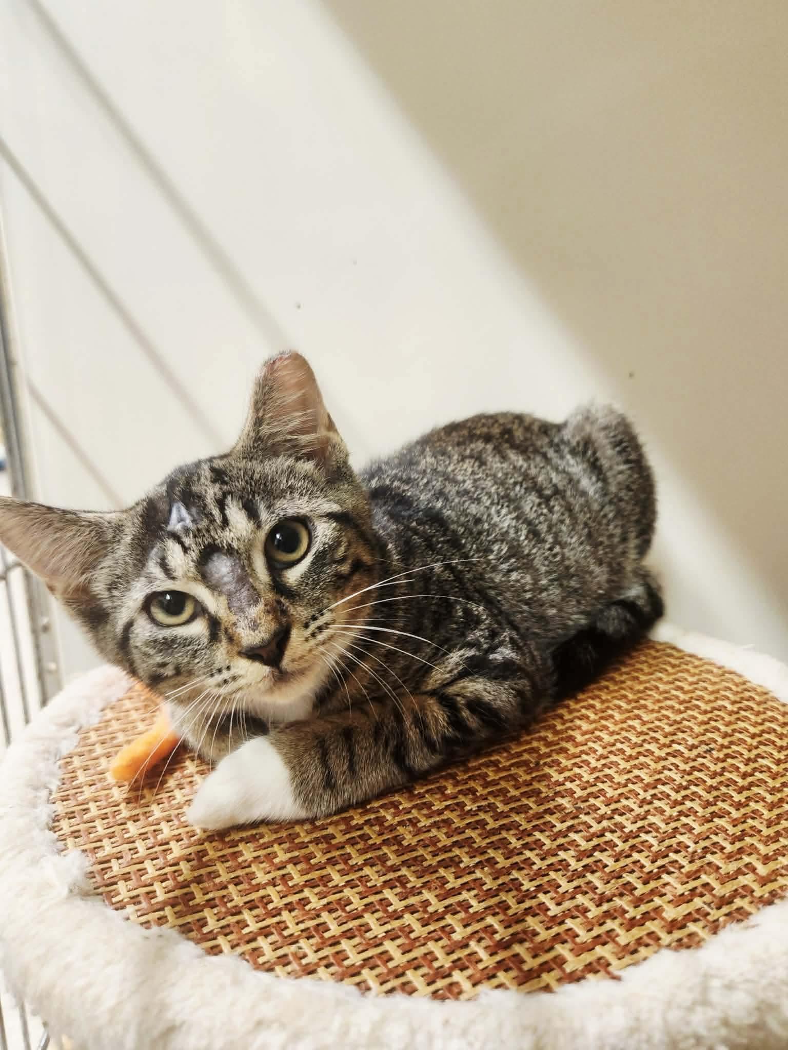 Enlarge Ronaldo, a Adoptable Domestic Short Hair in Social Circle, GA image 2/3