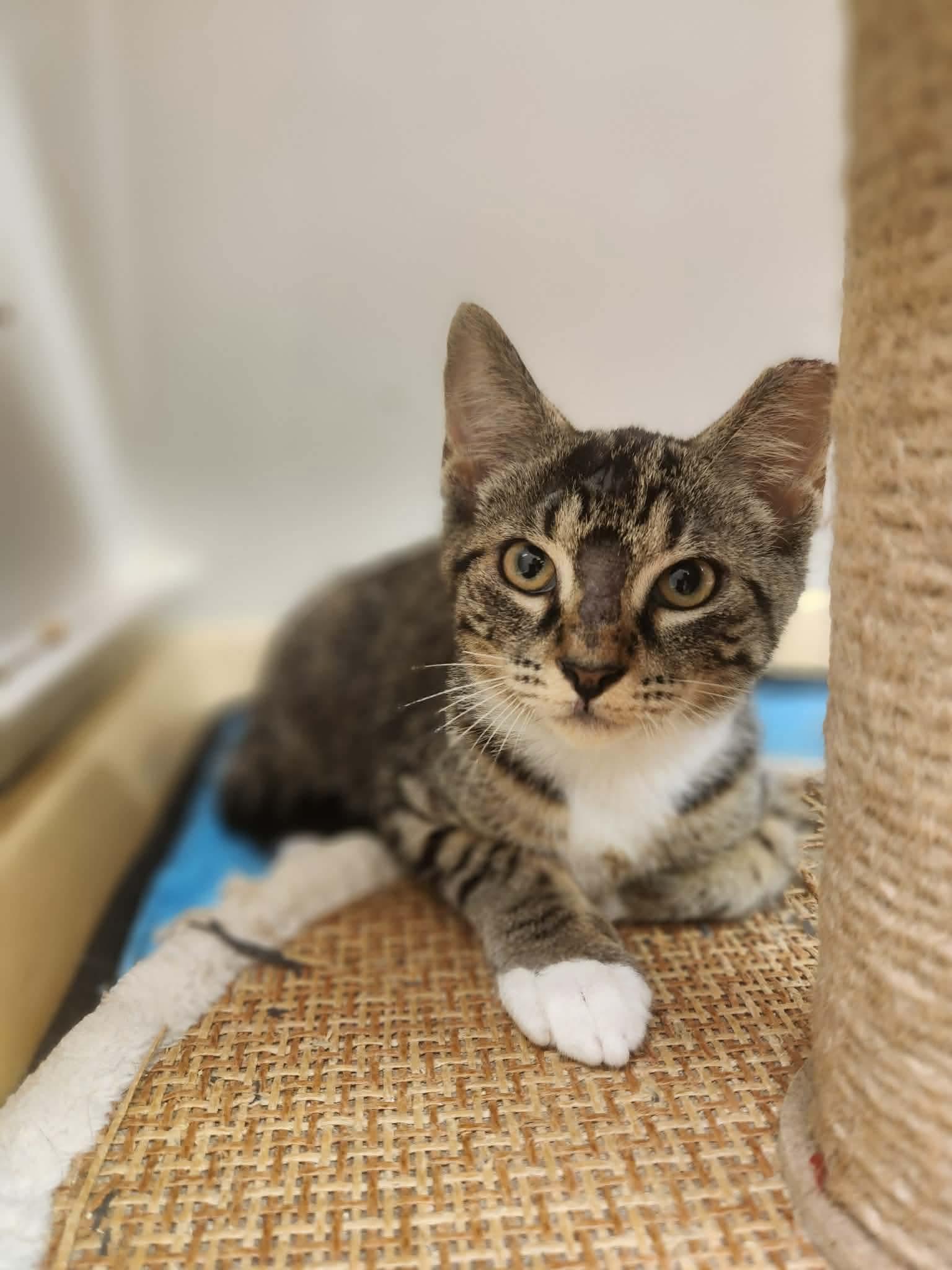 Enlarge Ronaldo, a Adoptable Domestic Short Hair in Social Circle, GA image 3/3