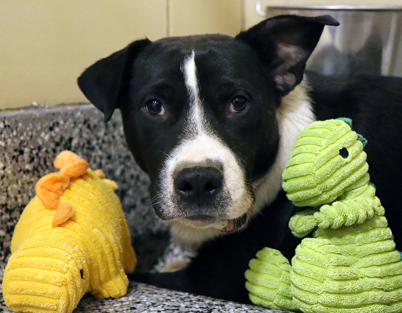 Enlarge Zander (AO35936), a ADOPTABLE mixed breed in Kansas City, KS image 1/5