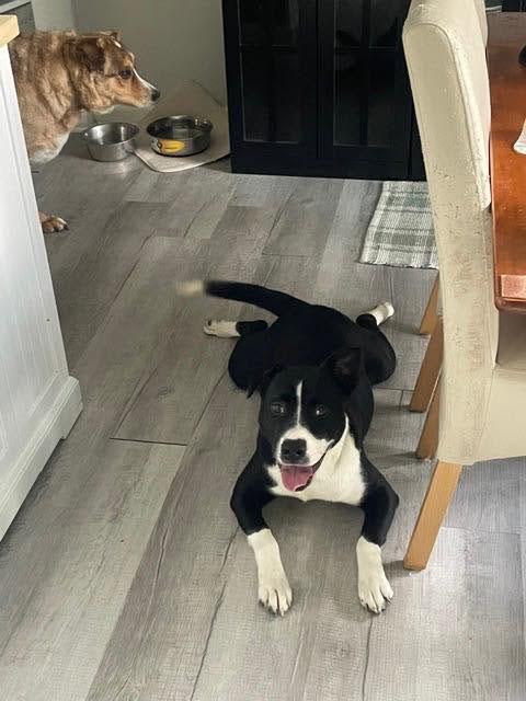 Zander (AO35936), a ADOPTABLE mixed breed in Kansas City, KS image 2/6