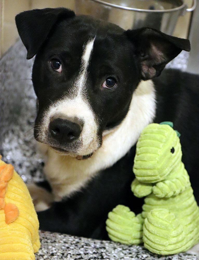 Enlarge Zander (AO35936), a ADOPTABLE mixed breed in Kansas City, KS image 5/5