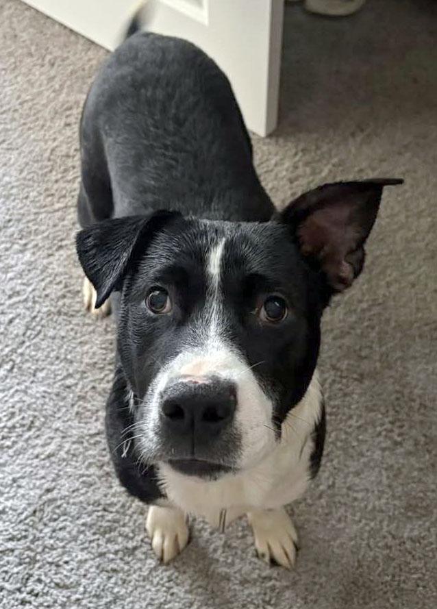 Enlarge Zander (AO35936), a ADOPTABLE mixed breed in Kansas City, KS image 2/5