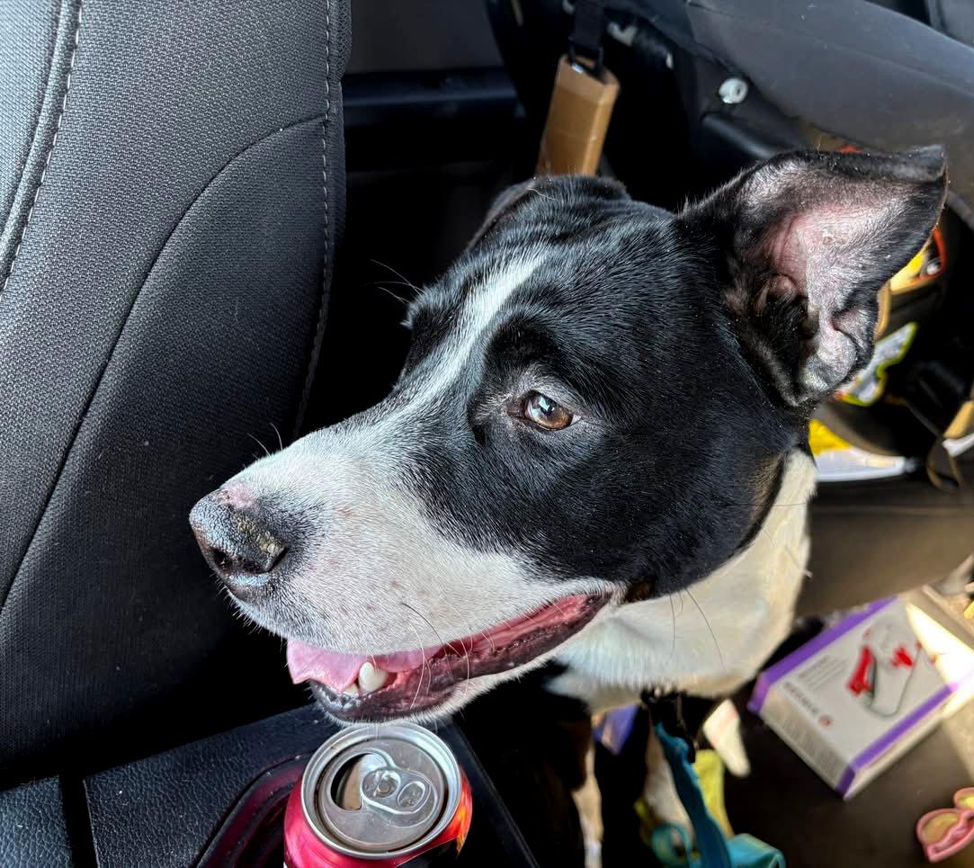 Enlarge Zander (AO35936), a ADOPTABLE mixed breed in Kansas City, KS image 4/5