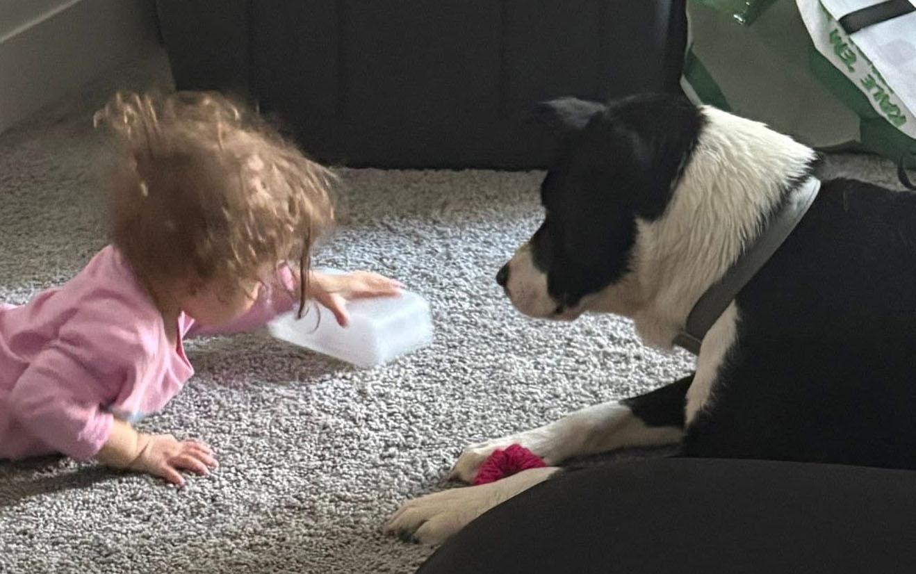 Enlarge Zander (AO35936), a ADOPTABLE mixed breed in Kansas City, KS image 3/5