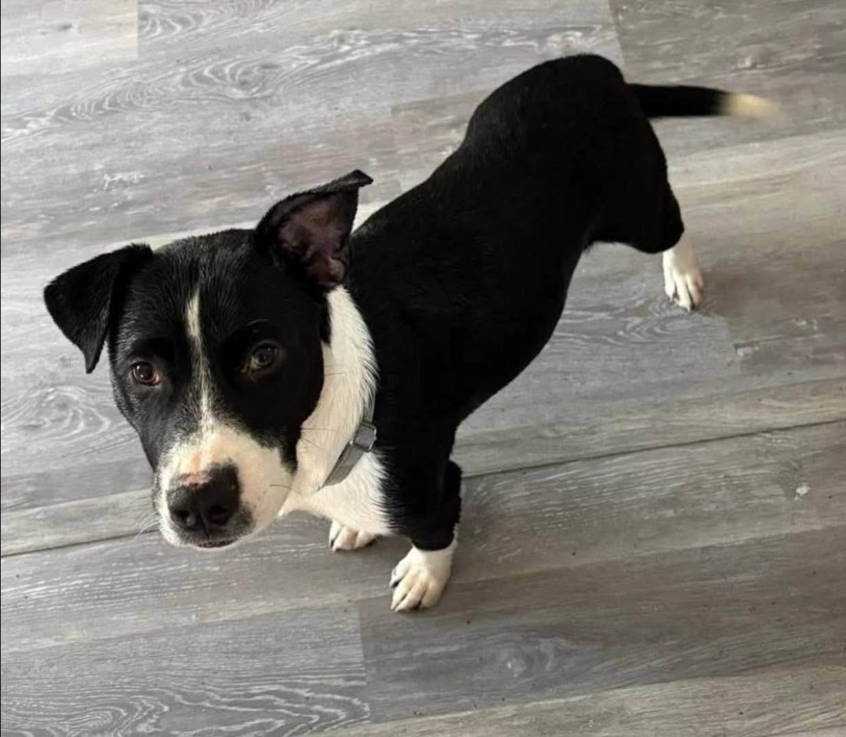 Zander (AO35936), a ADOPTABLE mixed breed in Kansas City, KS image 6/6