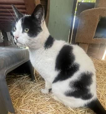 Bob, ADOPTABLE, Adult Male Domestic Short Hair.